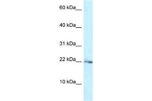 Image no. 1 for anti-Ribosomal Protein L23A (RPL23A) (N-Term) antibody (ABIN2788966)