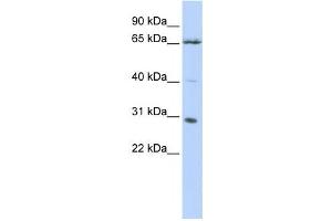Image no. 1 for anti-Grainyhead-Like 1 (GRHL1) antibody (ABIN2457923)