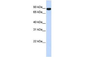 Image no. 1 for anti-A Kinase (PRKA) Anchor Protein 8 (AKAP8) (Middle Region) antibody (ABIN2777315)