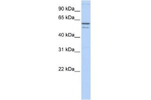 CRMP1 antibody  (N-Term)