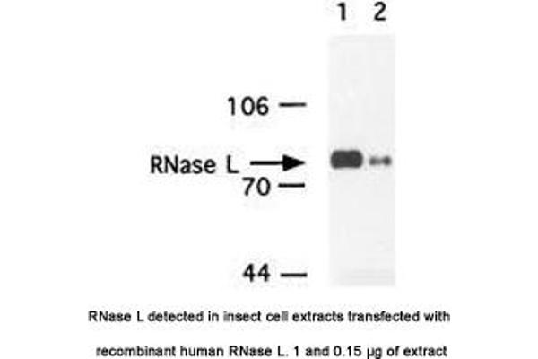 anti-Ribonuclease L (2',5'-Oligoisoadenylate Synthetase-Dependent) (RNASEL) antibody