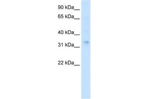 Image no. 1 for anti-Homeobox A2 (HOXA2) antibody (ABIN2460331)