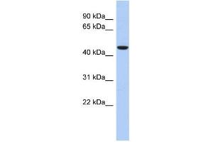 Image no. 1 for anti-Zinc Finger Protein 566 (ZNF566) (Middle Region) antibody (ABIN2775034)