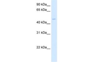 Image no. 1 for anti-phosphorylase Kinase, gamma 2 (Testis) (PHKG2) antibody (ABIN2460648)