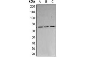 Image no. 2 for anti-Poly A Specific Ribonuclease (PARN) antibody (ABIN2966877)