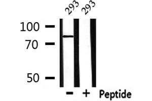 Image no. 2 for anti-Eukaryotic Translation Initiation Factor 2B, Subunit 5 Epsilon, 82kDa (EIF2B5) (pSer540) antibody (ABIN6271572)