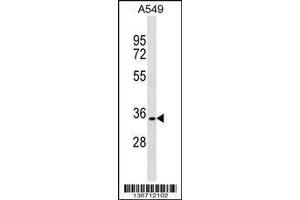 Image no. 1 for anti-PARK2 Co-Regulated (PACRG) (AA 46-74), (N-Term) antibody (ABIN1539399)