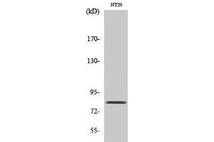 Image no. 1 for anti-Pinin, Desmosome Associated Protein (PNN) (Internal Region) antibody (ABIN3186450)