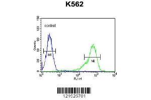Image no. 1 for anti-Insulin-Like Growth Factor 2 mRNA Binding Protein 1 (IGF2BP1) (AA 508-534), (C-Term) antibody (ABIN654423)