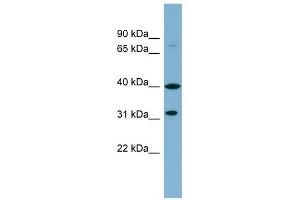 Image no. 1 for anti-Ferric-Chelate Reductase 1 Like (FRRS1L) (Middle Region) antibody (ABIN635441)
