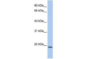 Image no. 1 for anti-Interleukin 22 (IL22) (C-Term) antibody (ABIN2783788)