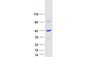 Image no. 1 for DnaJ (Hsp40) Homolog, Subfamily B, Member 4 (DNAJB4) protein (Myc-DYKDDDDK Tag) (ABIN2719593)