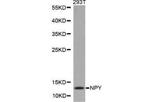 Image no. 1 for anti-Neuropeptide Y (NPY) antibody (ABIN3022040)