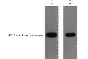 Western Blot analysis of 1 μg GFP fusion protein using GFP-Tag Polyclonal Antibody at dilution of 1) 1:5000 2) 1:1000.