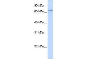 Image no. 1 for anti-Male Germ Cell-Associated Kinase (MAK) (C-Term) antibody (ABIN631245)