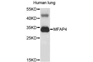 Image no. 1 for anti-Microfibrillar-Associated Protein 4 (MFAP4) antibody (ABIN1875753)