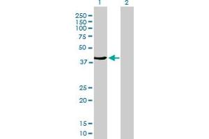 Western Blot analysis of FMNL3 expression in transfected 293T cell line by FMNL3 MaxPab polyclonal antibody.