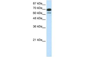 Image no. 2 for anti-Elongation Factor RNA Polymerase II (ELL) (C-Term) antibody (ABIN2779277)