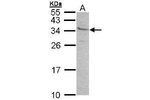 WB Image Sample (30 ug of whole cell lysate) A: 293T 12% SDS PAGE antibody diluted at 1:500