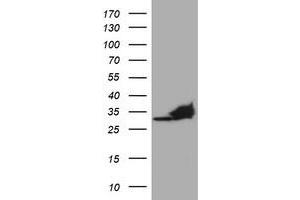 Image no. 5 for anti-Proteasome Subunit alpha 4 (PSMA4) antibody (ABIN1500457)