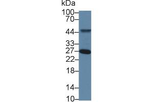 Image no. 2 for anti-Torsin Family 3, Member A (TOR3A) (AA 125-374) antibody (ABIN1860839)