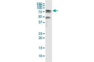 Image no. 4 for anti-Heat Shock 70kDa Protein 2 (HSPA2) (AA 1-639) antibody (ABIN561383)