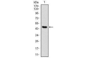 Image no. 5 for anti-Protein Phosphatase 2A Activator, Regulatory Subunit 4 (PPP2R4) antibody (ABIN1108715)