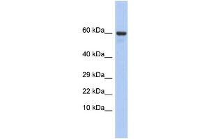 Image no. 1 for anti-Taxilin gamma (TXLNG) (N-Term) antibody (ABIN2785688)