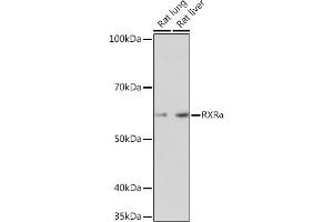 Retinoid X Receptor alpha antibody