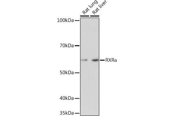 Retinoid X Receptor alpha Antikörper
