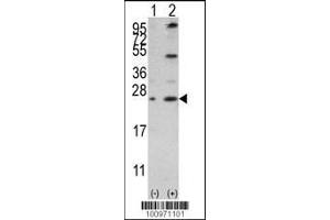 Image no. 3 for anti-BCL2-Like 2 (BCL2L2) (AA 24-59) antibody (ABIN388097)