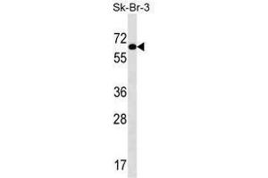 Image no. 1 for anti-Thyroid Hormone Receptor Interactor 4 (TRIP4) (AA 193-222), (Middle Region) antibody (ABIN950530)
