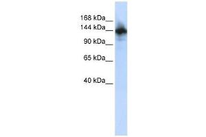 Image no. 1 for anti-RNA Binding Motif Protein 6 (RBM6) (N-Term) antibody (ABIN927322)