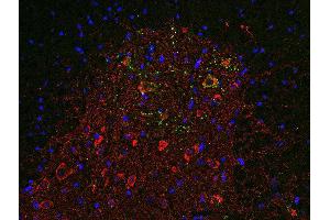 Image no. 3 for anti-Solute Carrier Family 18 (Vesicular Acetylcholine), Member 3 (SLC18A3) (AA 475-530), (C-Term) antibody (ABIN1742304)