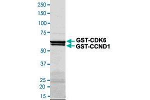 Image no. 1 for Cyclin-Dependent Kinase 6 (CDK6) (AA 1-326) protein (GST tag) (ABIN5569605)