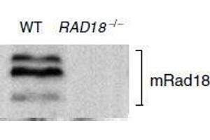 Image no. 3 for anti-E3 ubiquitin-protein ligase RAD18 (RAD18) (C-Term) antibody (ABIN2452085)
