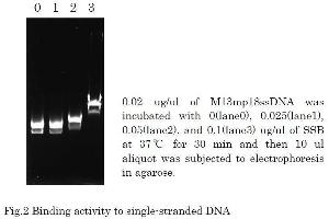 Polymerase Chain Reaction (PCR) image for T4 SSB (Active) protein (ABIN2452207)