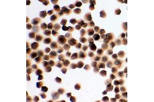 Image no. 2 for anti-Hepatitis A Virus Cellular Receptor 1 (HAVCR1) (AA 332-348), (C-Term) antibody (ABIN3044226)