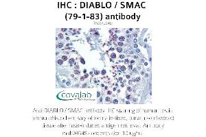 Image no. 1 for anti-Second Mitochondria-Derived Activator of Caspase (DIABLO) (full length) antibody (ABIN1723258)