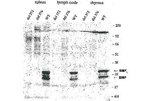BMF Antikörper  (AA 13-27, AA 112-126)