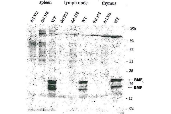 anti-Bcl2 Modifying Factor (BMF) (AA 112-126), (AA 13-27) antibody