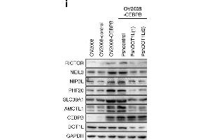 Image no. 3 for anti-RPTOR Independent Companion of mTOR, Complex 2 (RICTOR) (C-Term) antibody (ABIN2855866)