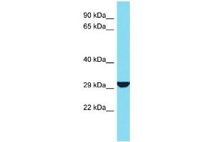 Image no. 1 for anti-Protease, serine, 33 (PRSS33) (C-Term) antibody (ABIN2790850)