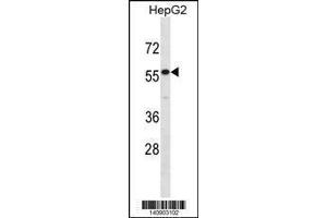 Image no. 1 for anti-Interleukin 17 Receptor E (IL17RE) (AA 87-116), (N-Term) antibody (ABIN1881455)