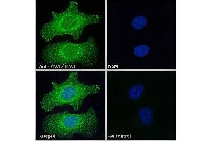 Image no. 4 for anti-Piwi-Like 1 (PIWIL1) (Internal Region) antibody (ABIN190916)