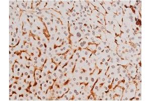 Image no. 8 for anti-Spleen tyrosine Kinase (SYK) (pTyr525) antibody (ABIN6255944)