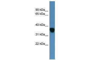 Image no. 1 for anti-Dihydrodiol Dehydrogenase (DDH) (N-Term) antibody (ABIN926427)
