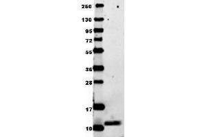 Image no. 1 for anti-Chemokine (C-C Motif) Ligand 3 (CCL3) antibody (ABIN964781)