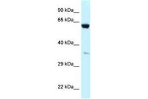Image no. 1 for anti-Prolyl 4-Hydroxylase, alpha Polypeptide I (P4HA1) (AA 228-277) antibody (ABIN6747682)