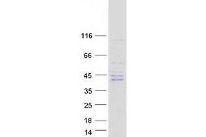 Image no. 1 for NIMA (Never in Mitosis Gene A)-Related Kinase 6 (NEK6) (Transcript Variant 1) protein (Myc-DYKDDDDK Tag) (ABIN2727082)